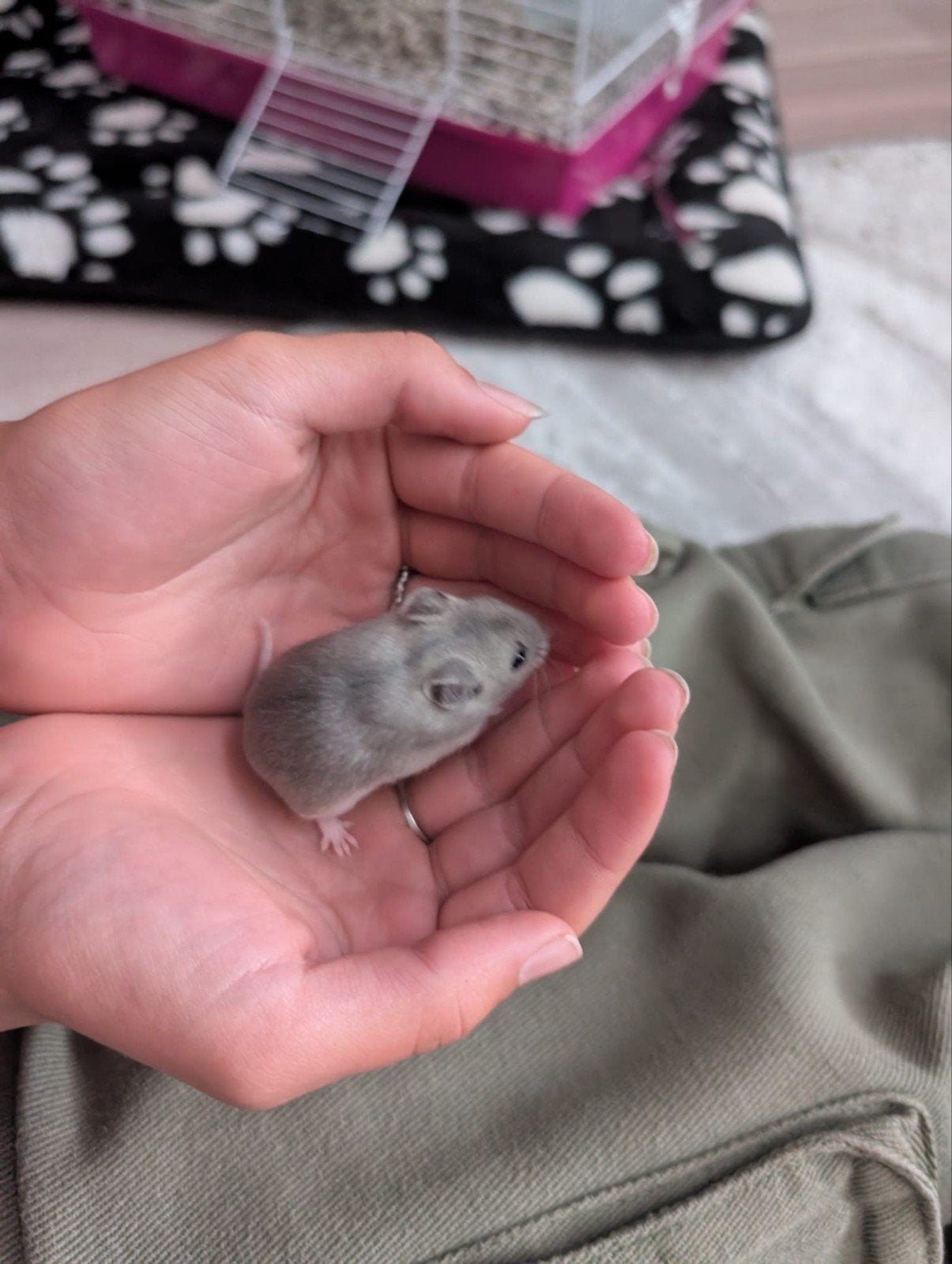 Hamster te koop!, Dieren en Toebehoren, Knaagdieren, Hamster, Juni, Mannelijk, Tam