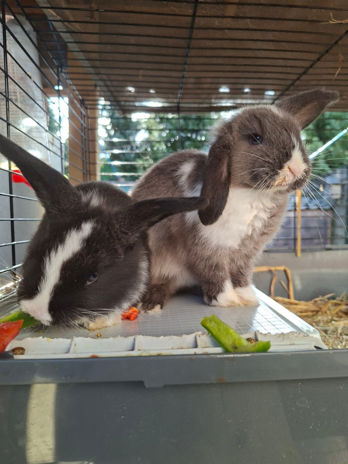 2 jonge minilop konijntjes te koop!, Dieren en Toebehoren, Konijnen, Vrouwelijk, Dwerg, 0 tot 2 jaar