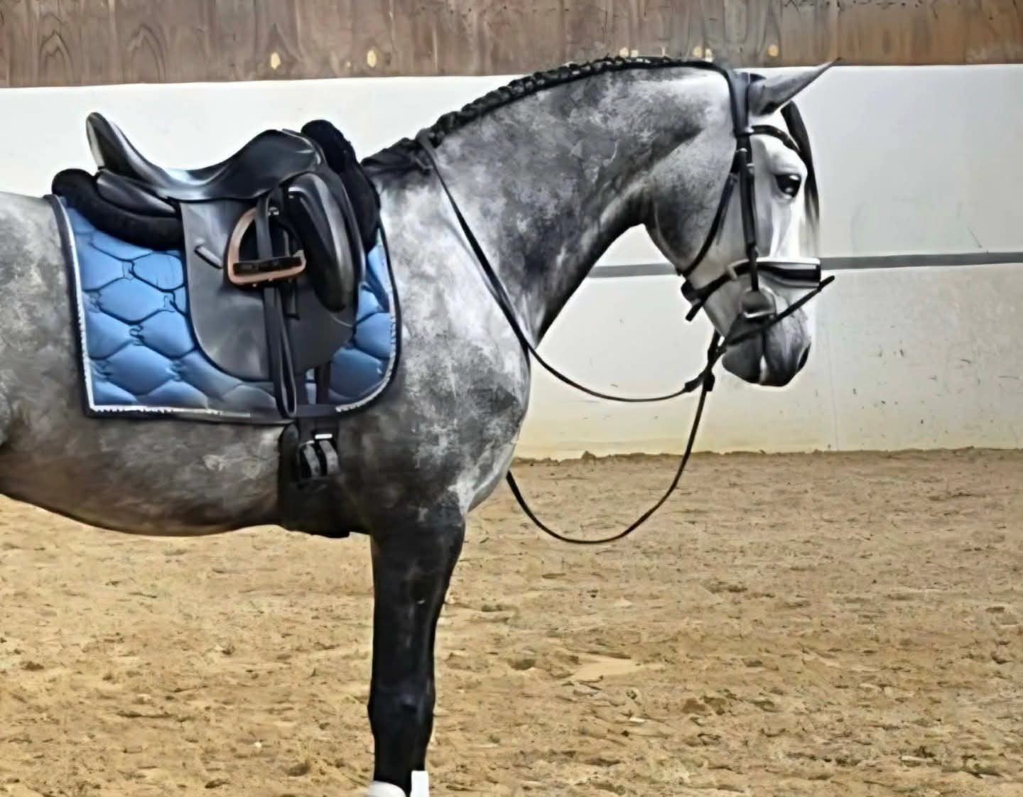 Fantastische lieve alleskunner! Ontzettend lieve ruin, Dieren en Toebehoren, Paarden, Ruin, Dressuurpaard, 3 tot 6 jaar, L