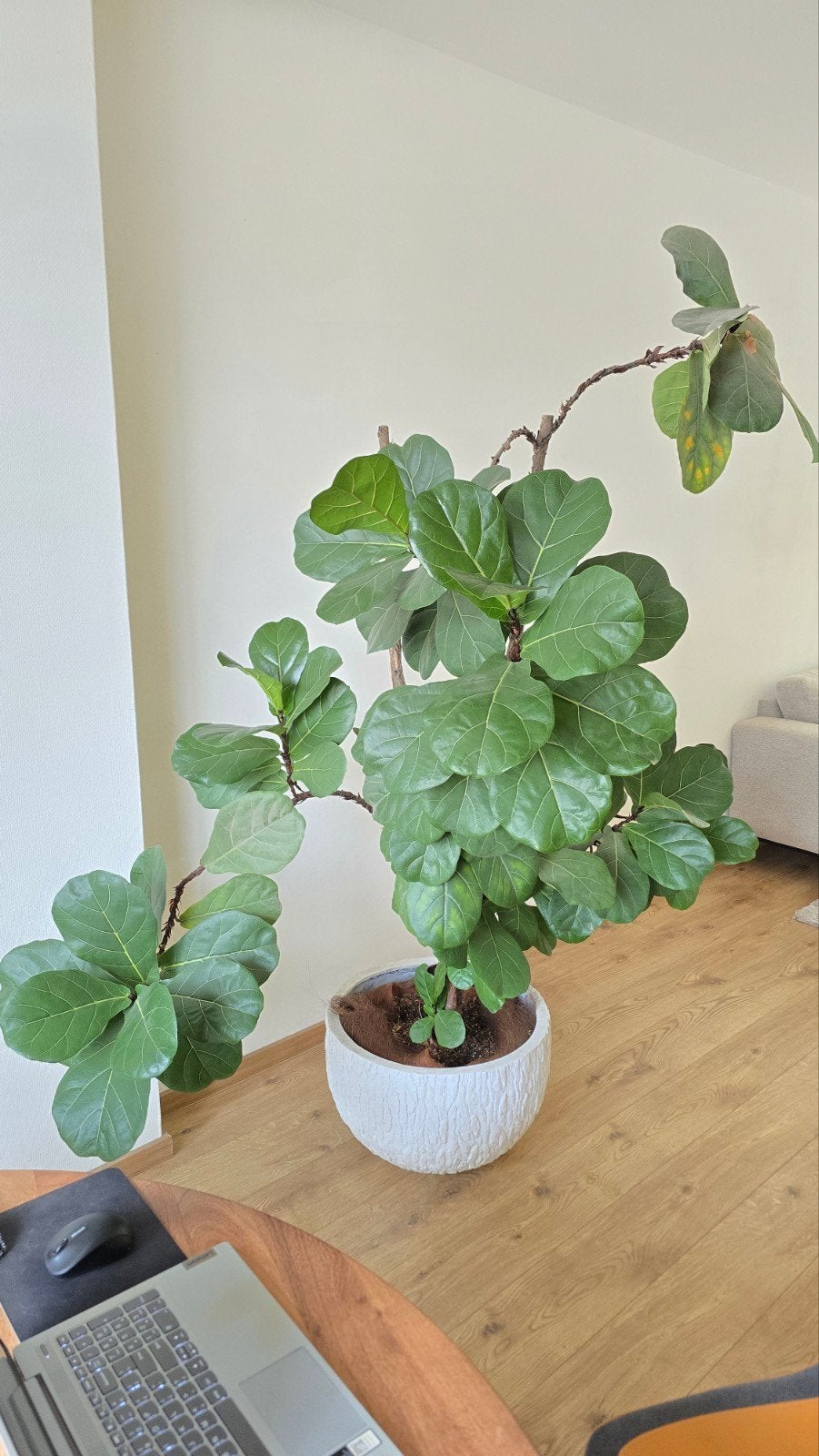 Ficus lyrata, Huis en Inrichting, Kamerplanten, Ophalen, Ficus, Halfschaduw, In pot