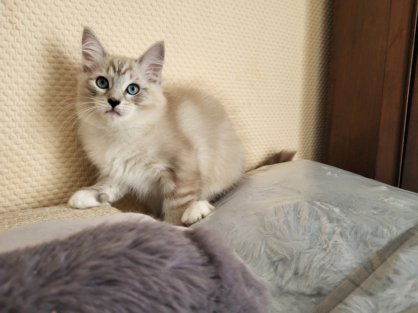 Ragdoll kittens, Dieren en Toebehoren, Meerdere dieren, Ontwormd, 0 tot 2 jaar