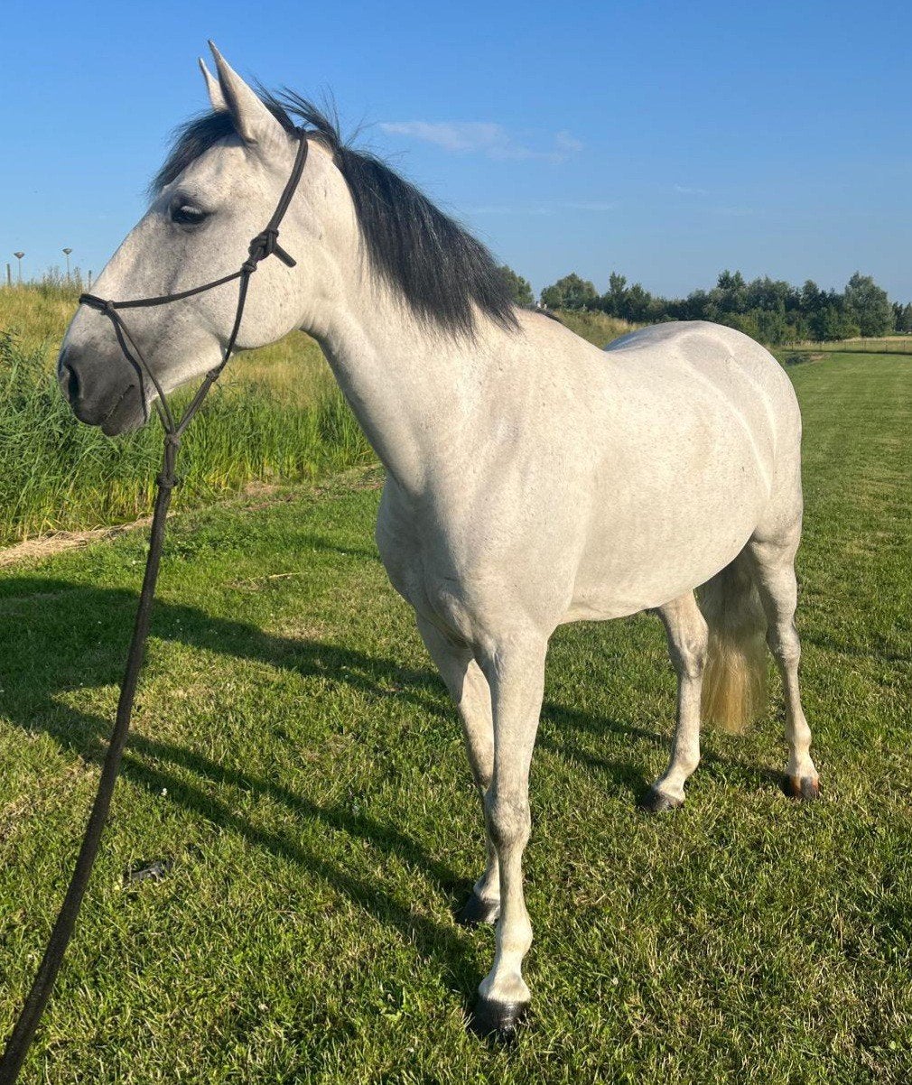 Lieve mensgerichte merrie en hengst zoeken goed tehuis., Dieren en Toebehoren, Merrie, Minder dan 160 cm, Gechipt, 3 tot 6 jaar