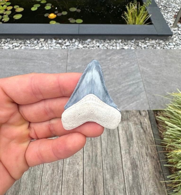 Otodus megalodon tand, Bone Valley Florida, Verzamelen, Mineralen en Fossielen, Ophalen of Verzenden, Fossiel