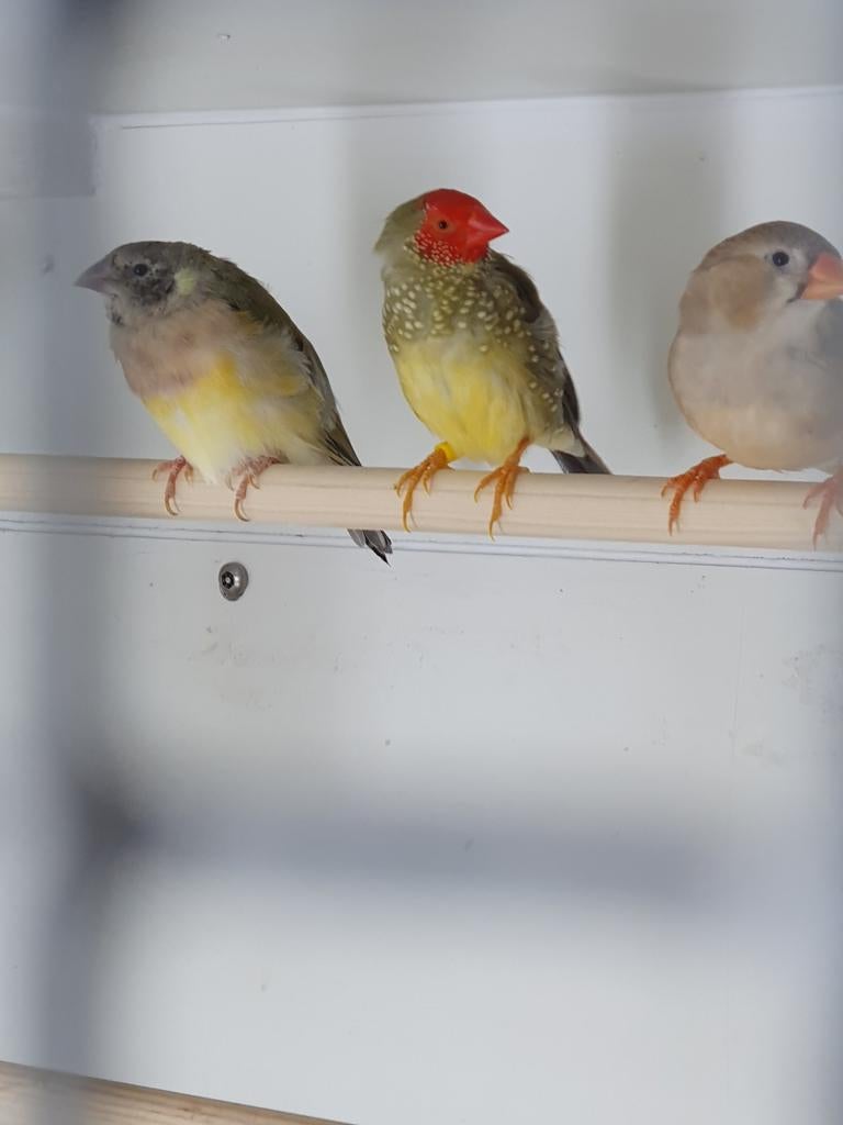 Binsenastrilde roodkop man, Dieren en Toebehoren, Vogels | Overige Vogels, Mannelijk, Tropenvogel