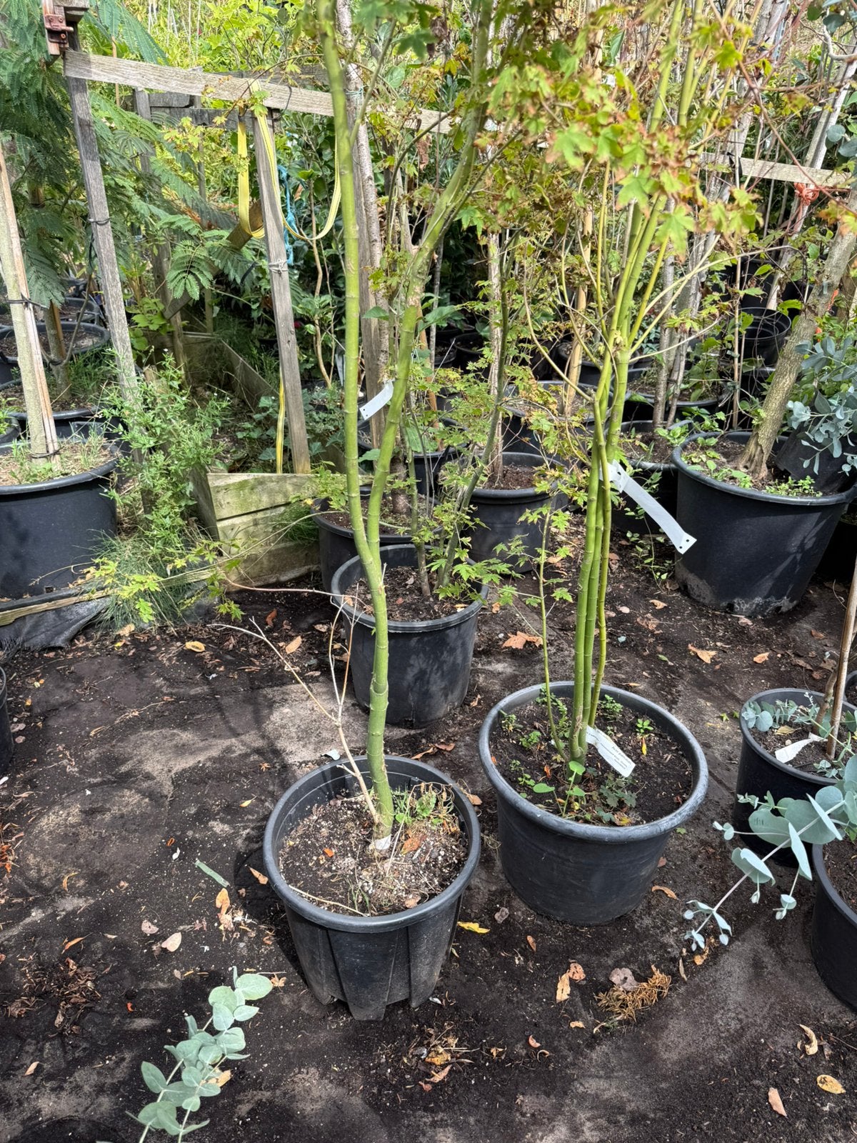 Acer palmatum rood groen groeit snel en smal, Tuin en Terras, Planten | Tuinplanten, Volle zon, Vaste plant, Bloeit niet, Ophalen