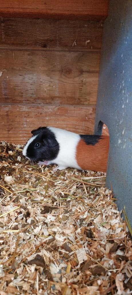 Cavia beertje, Dieren en Toebehoren, Cavia, Augustus, Mannelijk, Tam