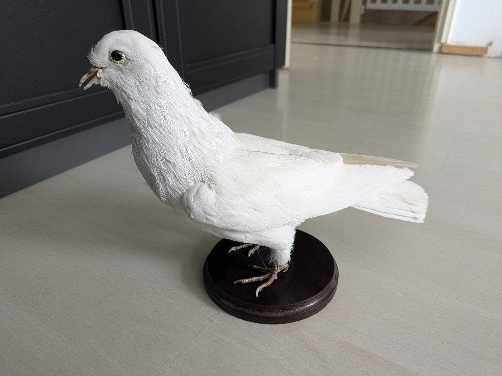 Taxidermie witte duif, Ophalen, Zo goed als nieuw, Vogel, Opgezet dier