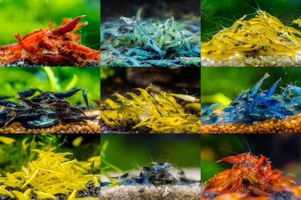 Onze opvang vangt gratis Garnalen op, Dieren en Toebehoren, Vissen | Aquariumvissen, Kreeft, Krab of Garnaal, Zoetwatervis, Schoolvis