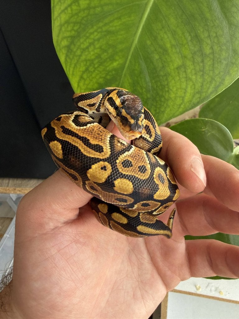 Baby vrouwtje koningspython het clown, Dieren en Toebehoren, Reptielen en Amfibieën, Slang, 0 tot 2 jaar