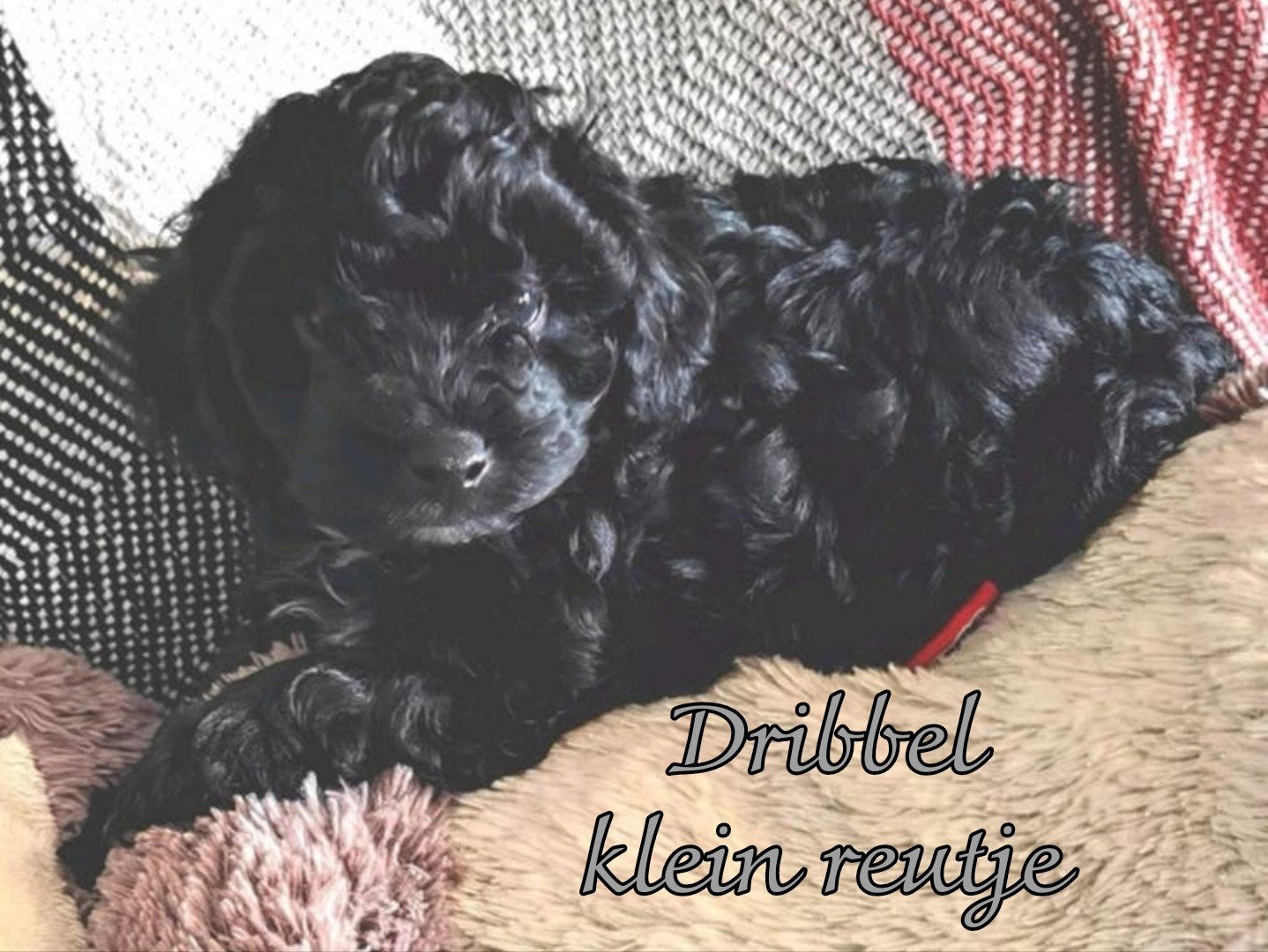 Doodle (kruising - poedel) pups mogen verhuizen 2x geënt, Parvo, Overige rassen, 8 tot 15 weken, Meerdere