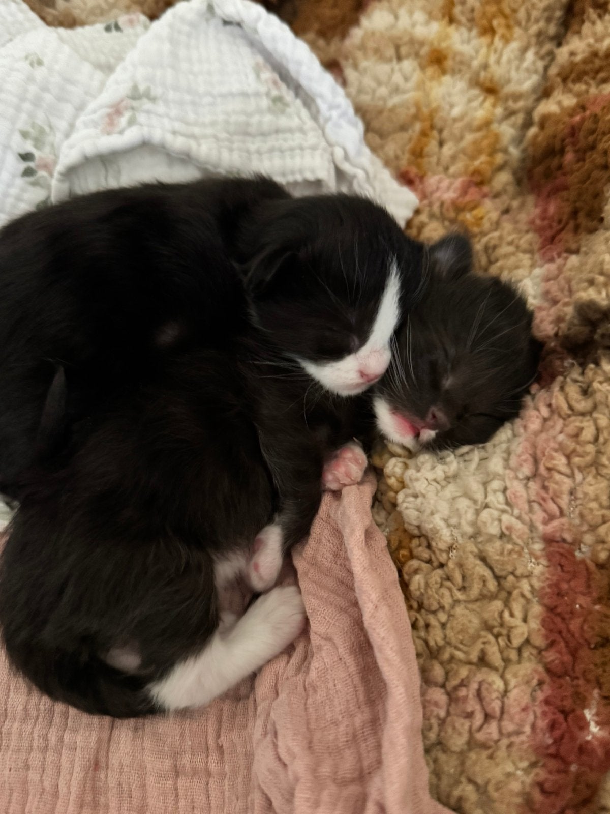 3 half siameese/ragdoll kittens geboren!, Dieren en Toebehoren, Katten en Kittens | Raskatten | Korthaar, Meerdere dieren, Gechipt