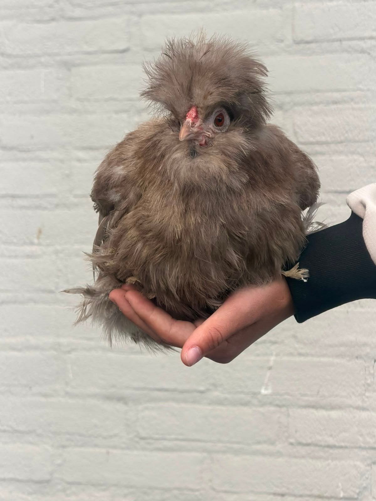 zijdehoender hennen, Dieren en Toebehoren, Pluimvee, Vrouwelijk, Kip