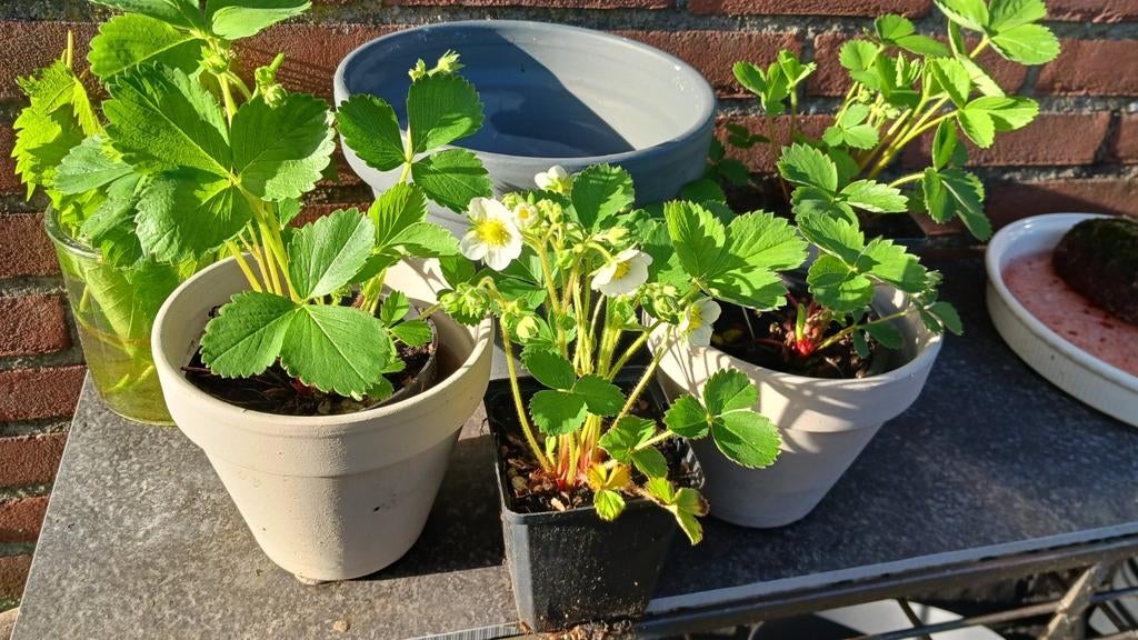AARDBEIEN PLANTEN, HEERLIJK ZOETE AARDBEIEN!, Ophalen, Volle zon