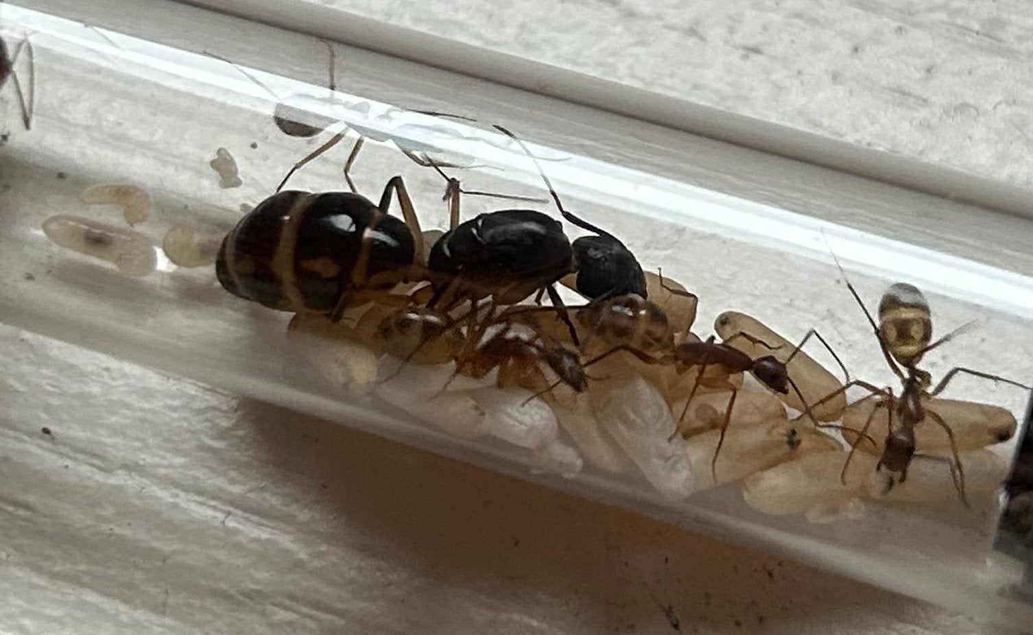 Camponotus maculatus / mieren ant kolonie, Dieren en Toebehoren