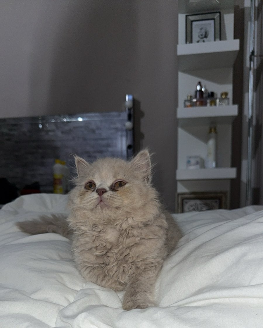 Britse korthaar, Kater, Kortharig, 0 tot 2 jaar