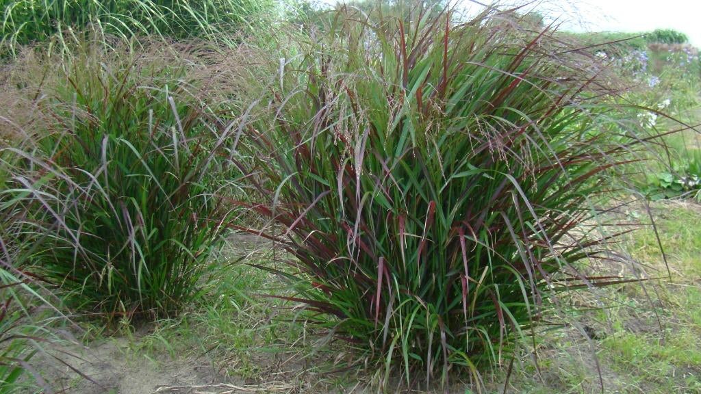 vaste planten, agapanthus en siergrassen vanaf kwekerij, Ophalen, Vaste plant, Overige soorten, Volle zon
