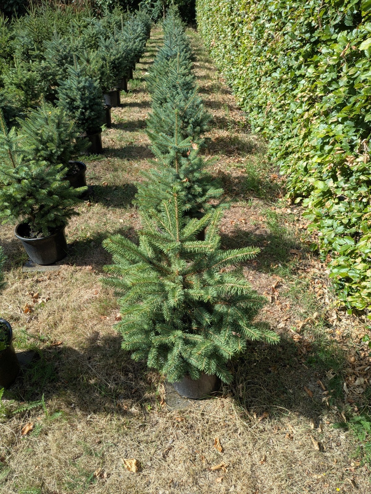 Blauwspar Kerstbomen in pot gekweekt - 50 stuks, Tuin en Terras, Planten | Bomen, Minder dan 100 cm, Volle zon, In pot, Overige soorten