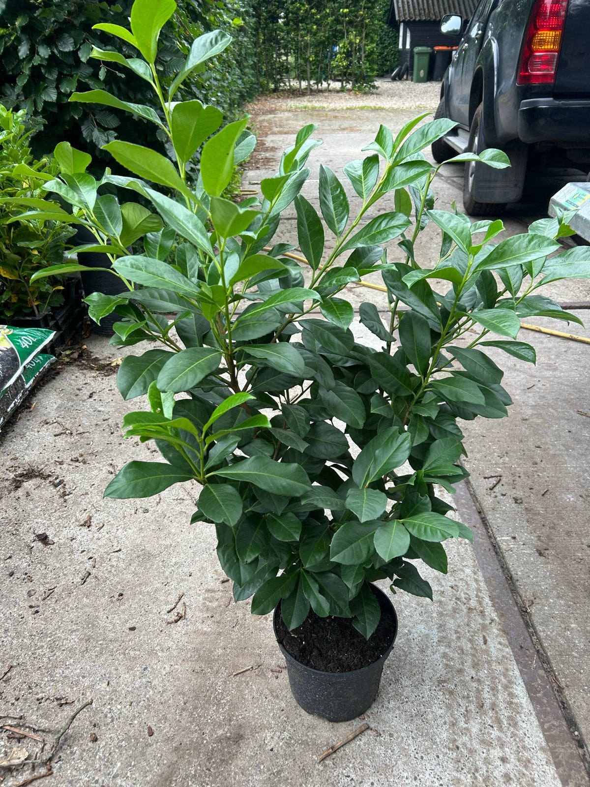 Laurier struiken, Groenblijvende Haagplant, 80-100 cm 15 st, Tuin en Terras, Overige soorten, Vaste plant, Ophalen of Verzenden