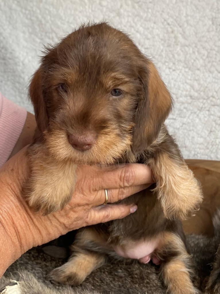Te koop mooie ruwhaar dwergteckel pups, Parvo, 8 tot 15 weken, Dwerg, Meerdere