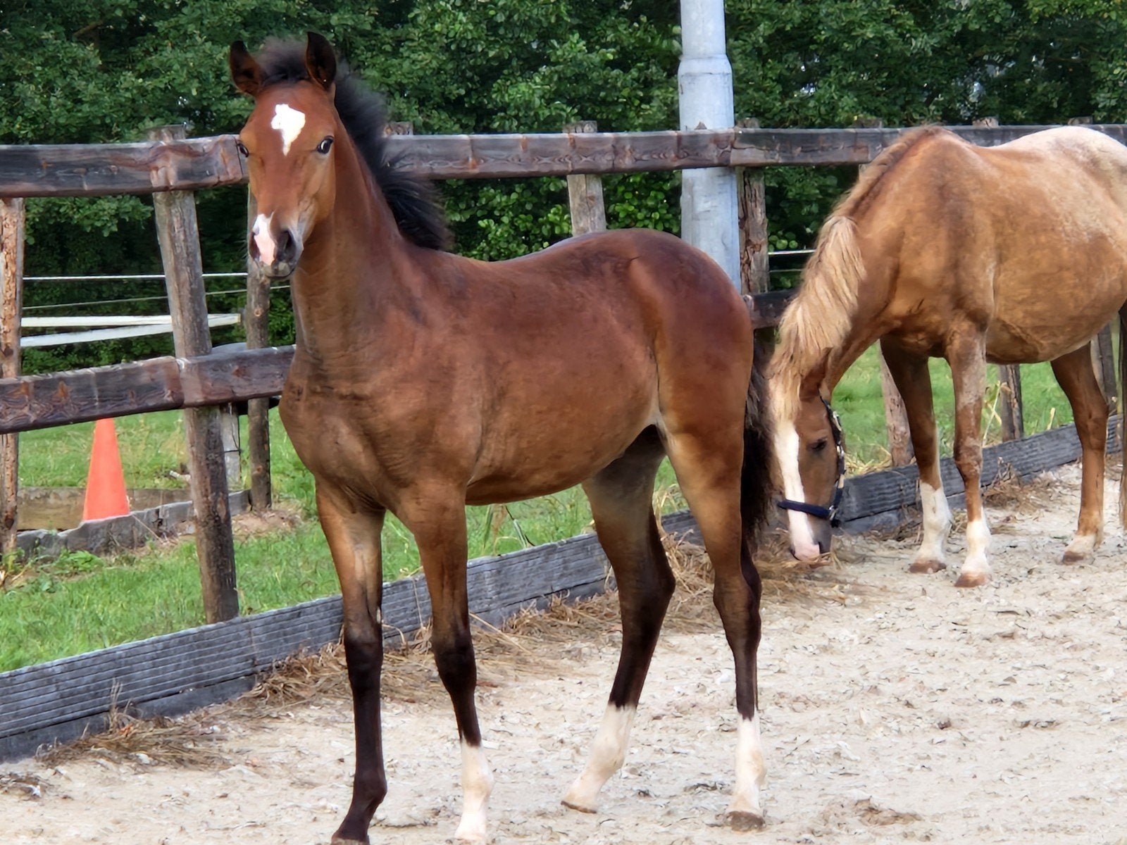 hengst veulen v. A New story, Hengst, D pony (1.37m tot 1.48m), 0 tot 2 jaar