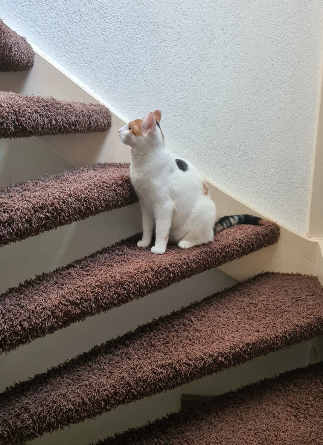 Warm huisje met aandacht voor Evy gezocht, Dieren en Toebehoren, Poes, Langharig, 0 tot 2 jaar