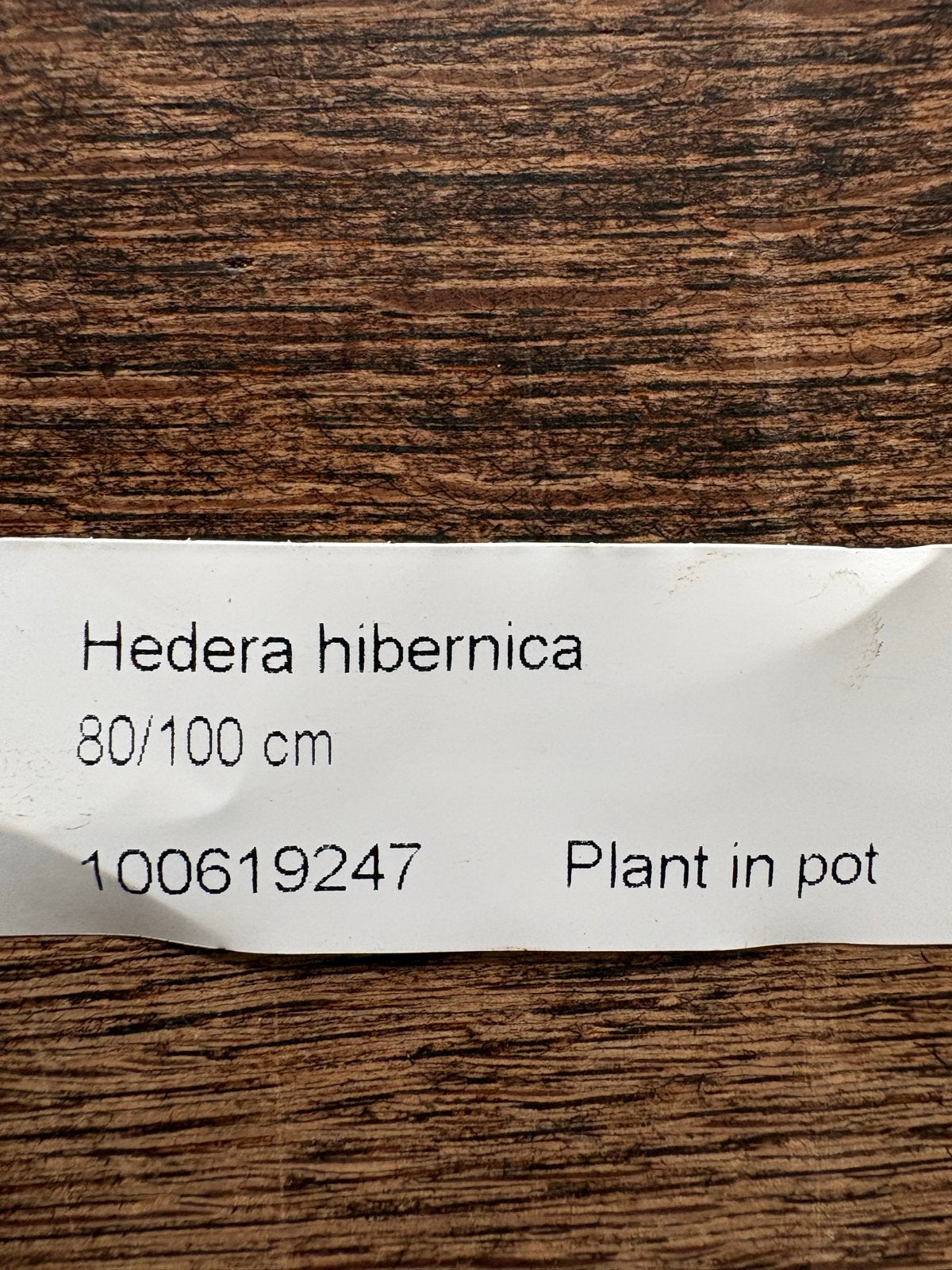 10x Hedera hibernica (Ierse klimop) in pot, 80-100 cm, Ophalen, Vaste plant, Bloeit niet, Halfschaduw