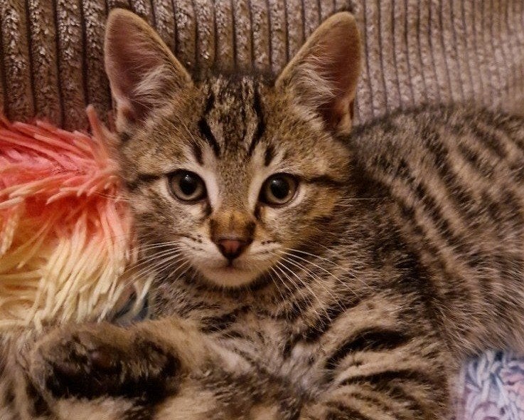 Britse korthaar kittens , Britse langhaar kruising, Dieren en Toebehoren, Katten en Kittens | Overige Katten, Meerdere dieren