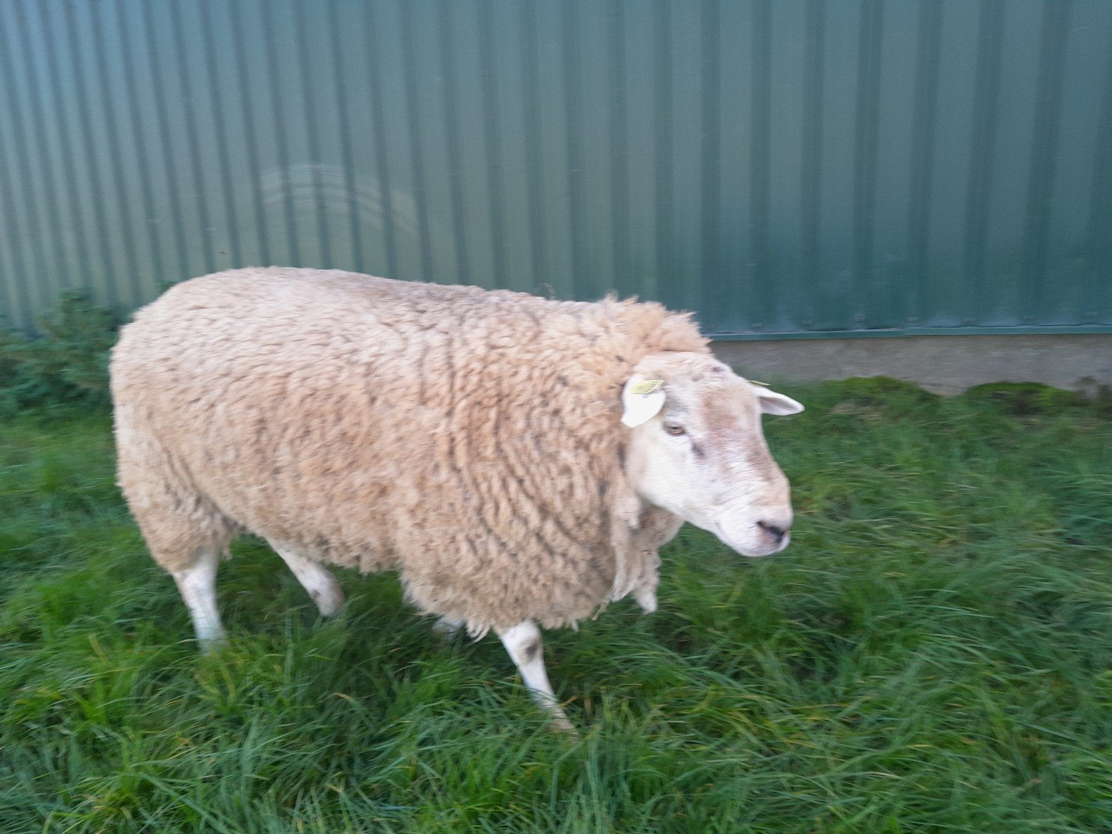 Swifter dekram, Dieren en Toebehoren, Mannelijk, Schaap