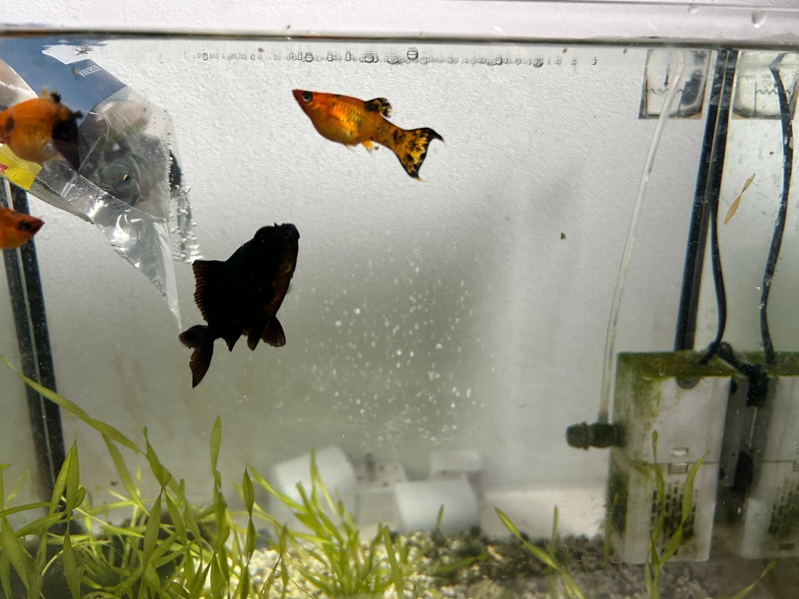 Vis, Dieren en Toebehoren, Vissen | Aquariumvissen, Vis