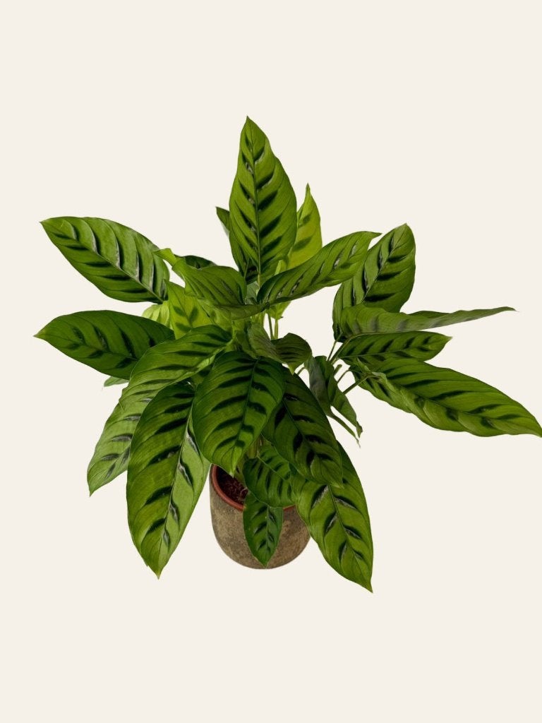 Calathea Leopardina, Ophalen of Verzenden, Halfschaduw, Minder dan 100 cm