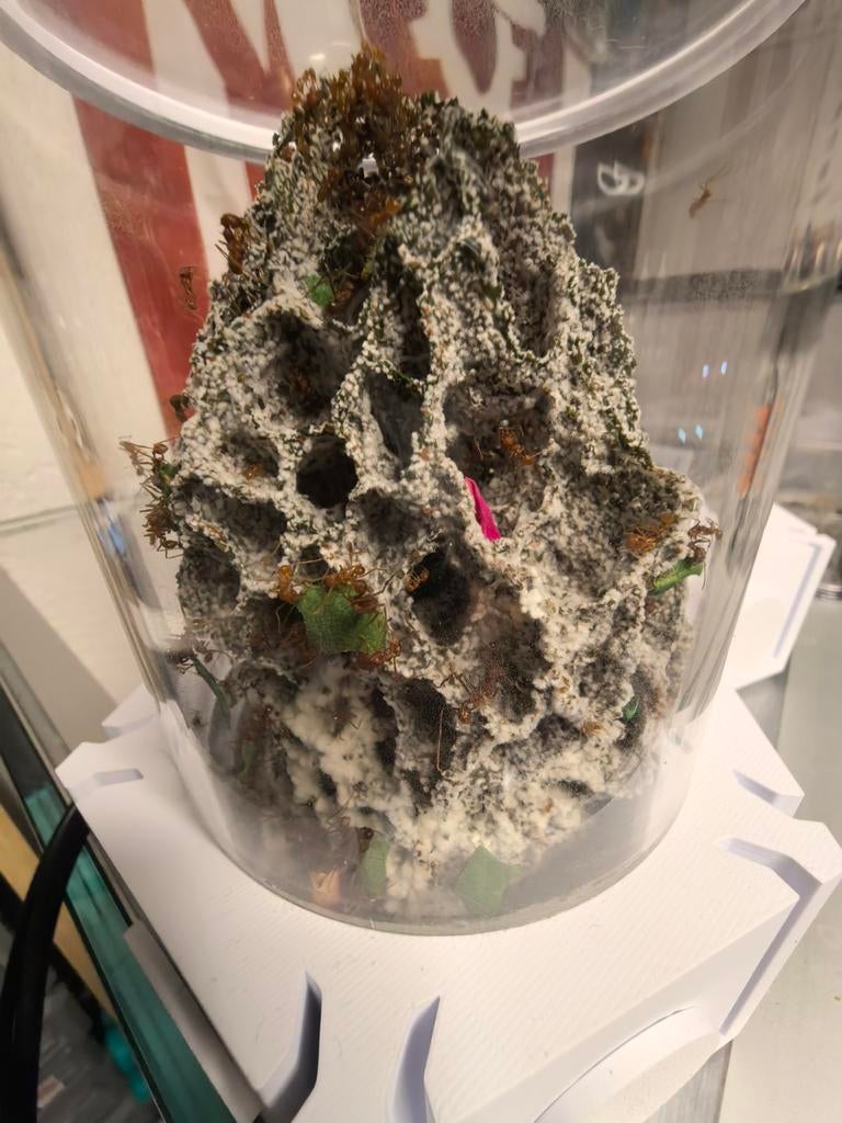 Leaf cutter ant nest. For all leaf cutter species., Dieren en Toebehoren, Mieren