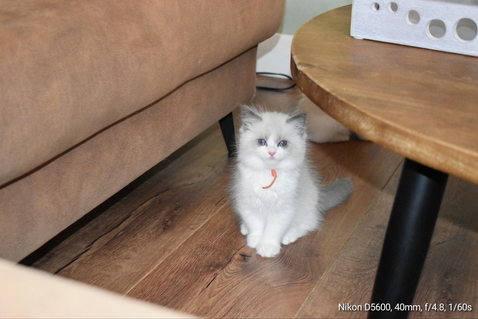 🐱 Laatste Ragdoll kitten Blue Bicolor kitten met stamboom ❤, Meerdere dieren, Met stamboom, 0 tot 2 jaar