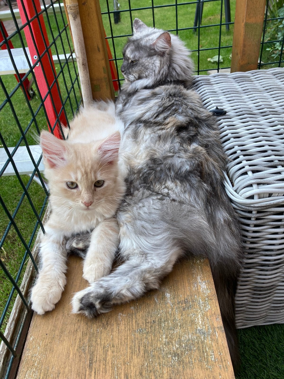 Maine coon kittens, Dieren en Toebehoren, Katten en Kittens | Raskatten | Korthaar, Poes, Ingeënt