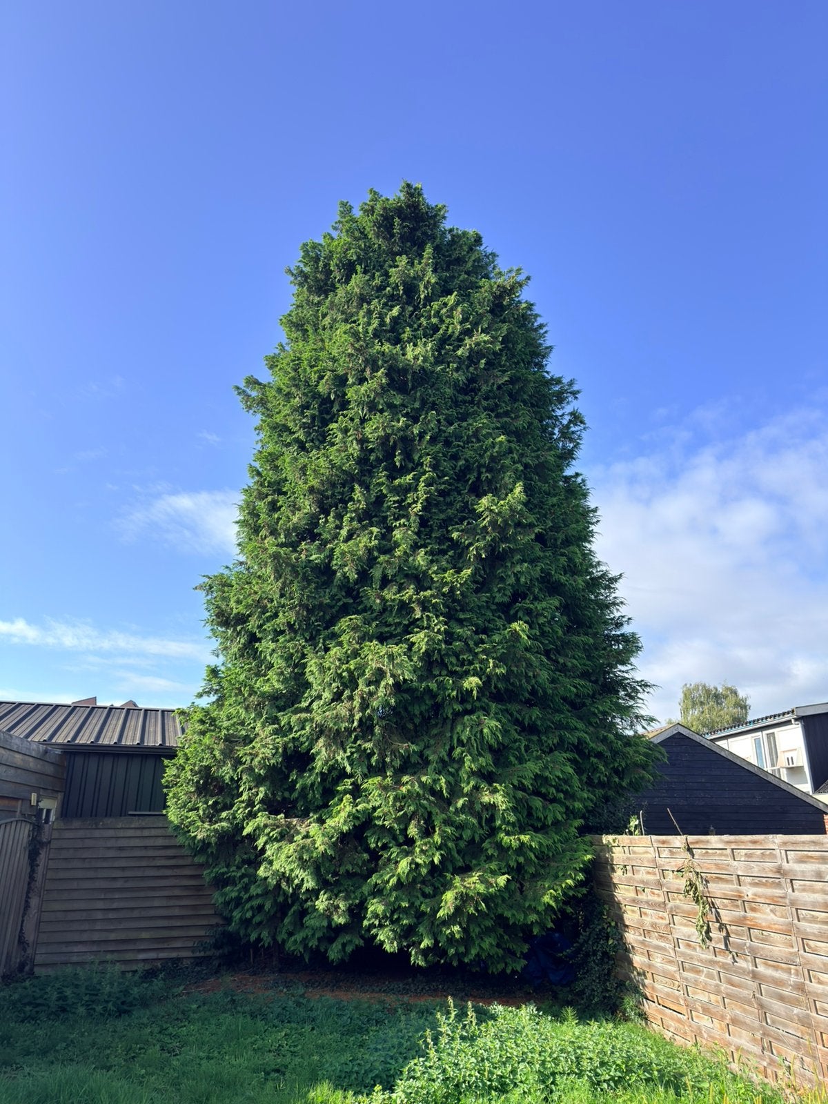 Gratis af te halen: Grote conifeer / boom Zelf weghalen, Tuin en Terras, Ophalen, Bloeit niet, Halfschaduw, Overige soorten
