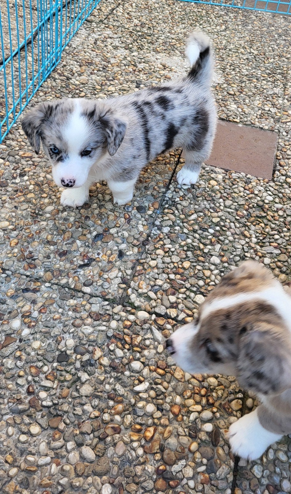 Welsh corgi cardigan pups, blue merle, Parvo, 8 tot 15 weken, Meerdere, Meerdere dieren