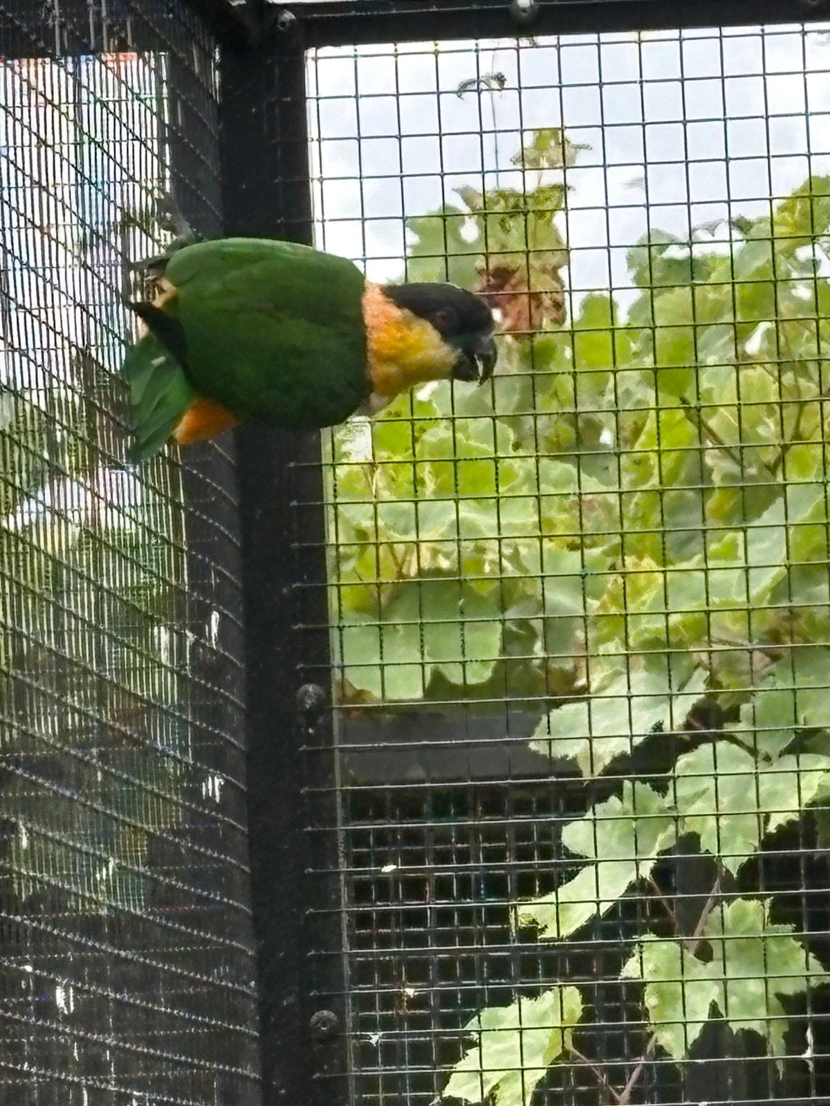 Caiques man, Mannelijk, Parkiet