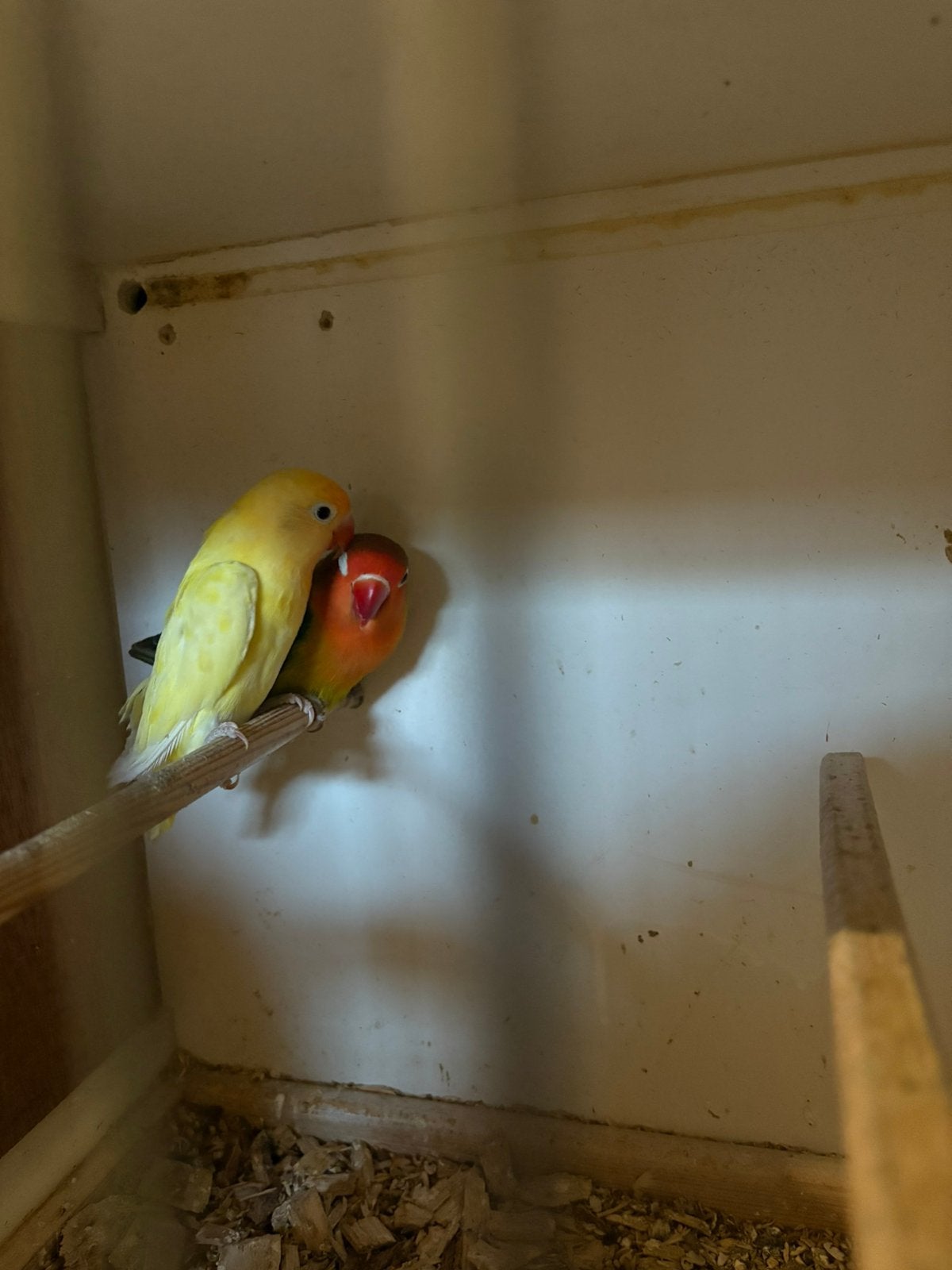 Koppel agapornis fischeri, Meerdere dieren, Dwergpapegaai of Agapornis