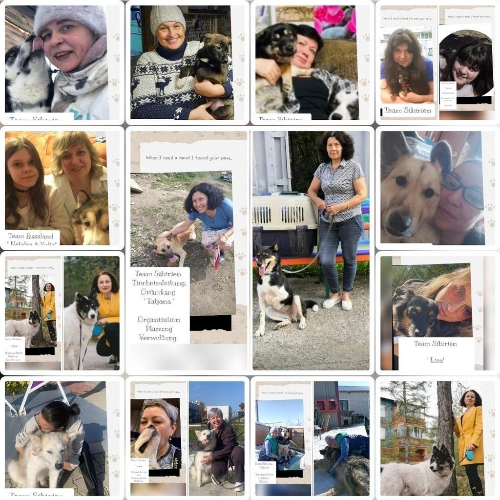 Dierenasiel zoekt helpende handen, spenden, Diensten en Vakmensen, Particuliere oppas