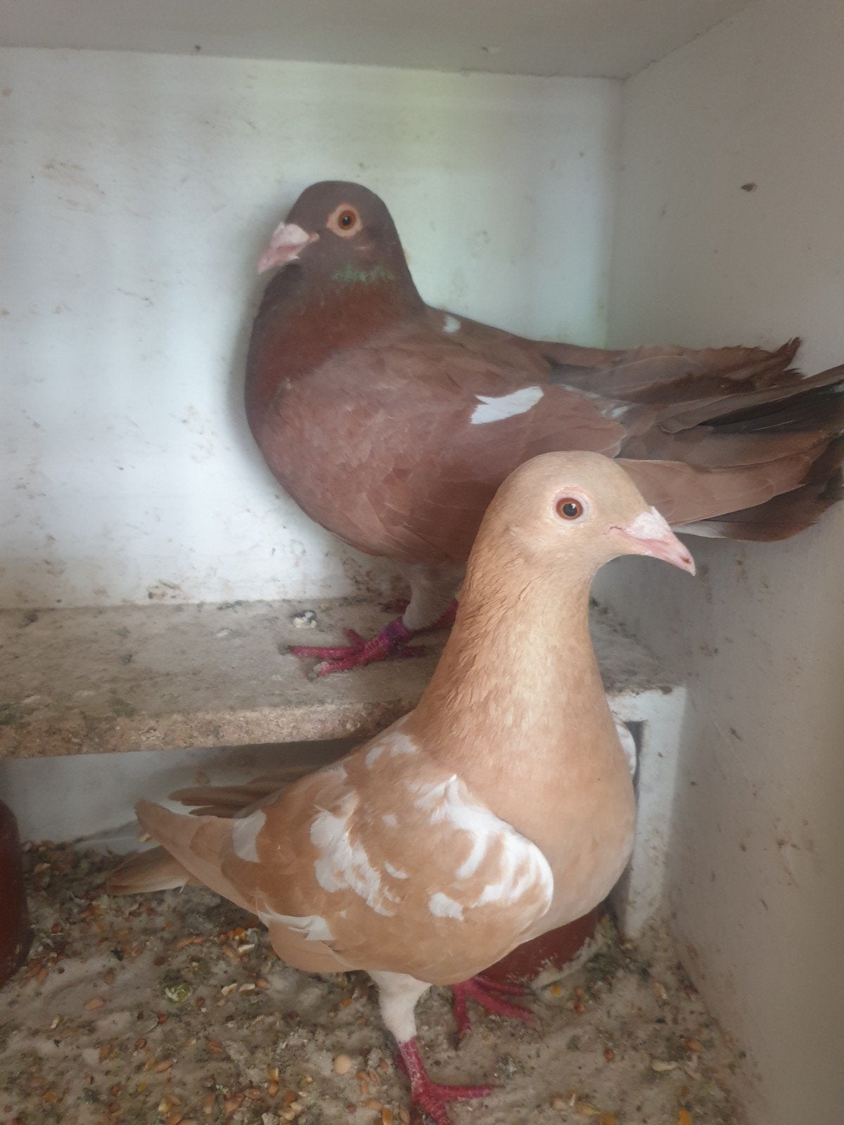 Duiven kleur postduiven, Meerdere dieren, Postduif