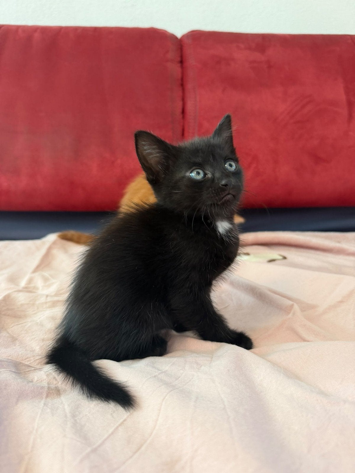 Schattige kittens, Meerdere dieren, Kortharig, 0 tot 2 jaar