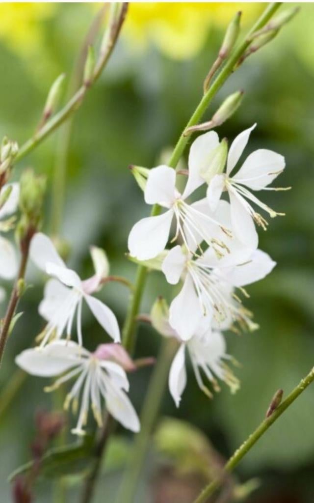 Gaura lindheimeri P9, Ophalen of Verzenden, Vaste plant, Overige soorten, Halfschaduw