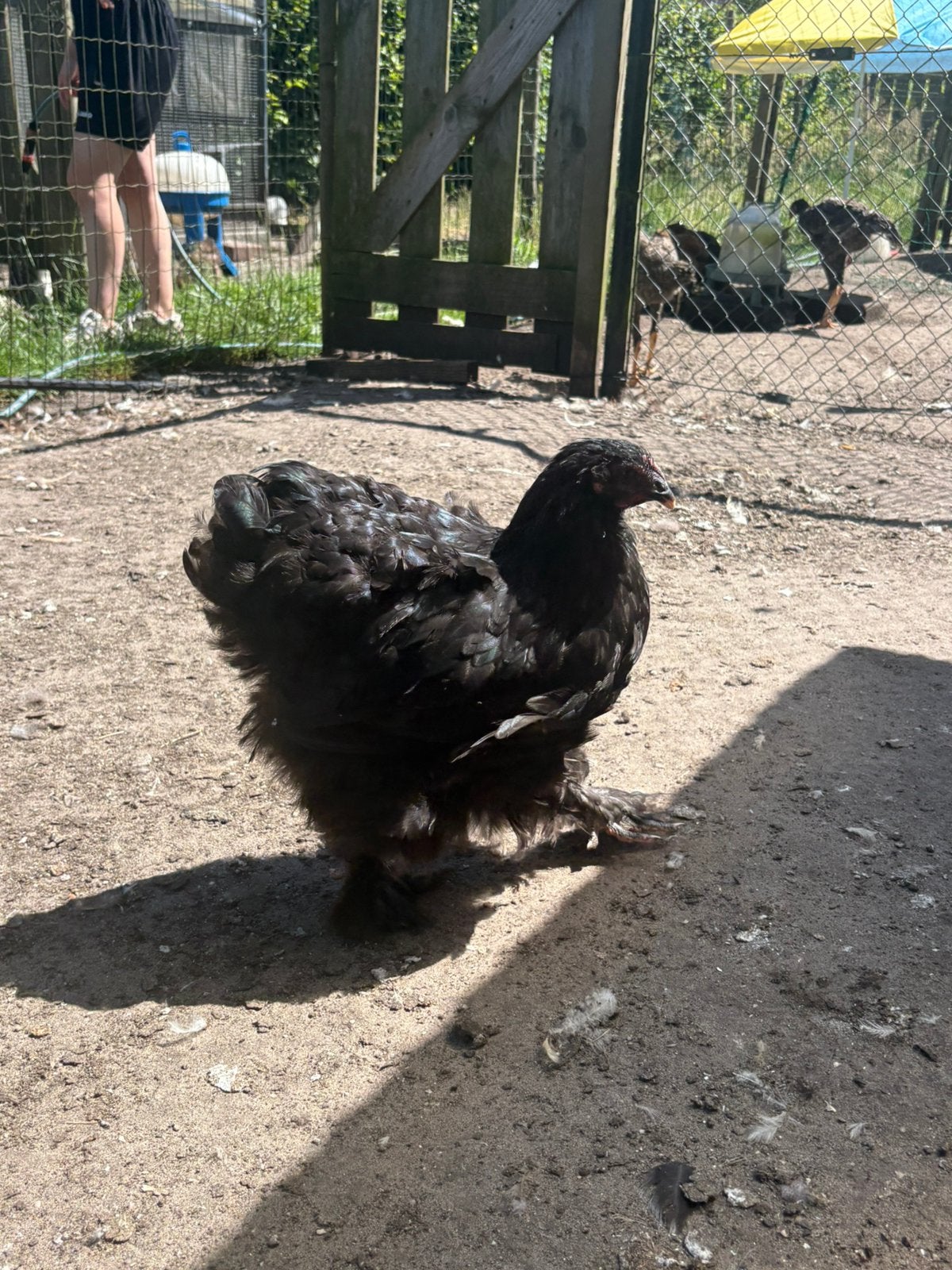 Cochin groothoenders, Dieren en Toebehoren, Pluimvee, Vrouwelijk, Kip