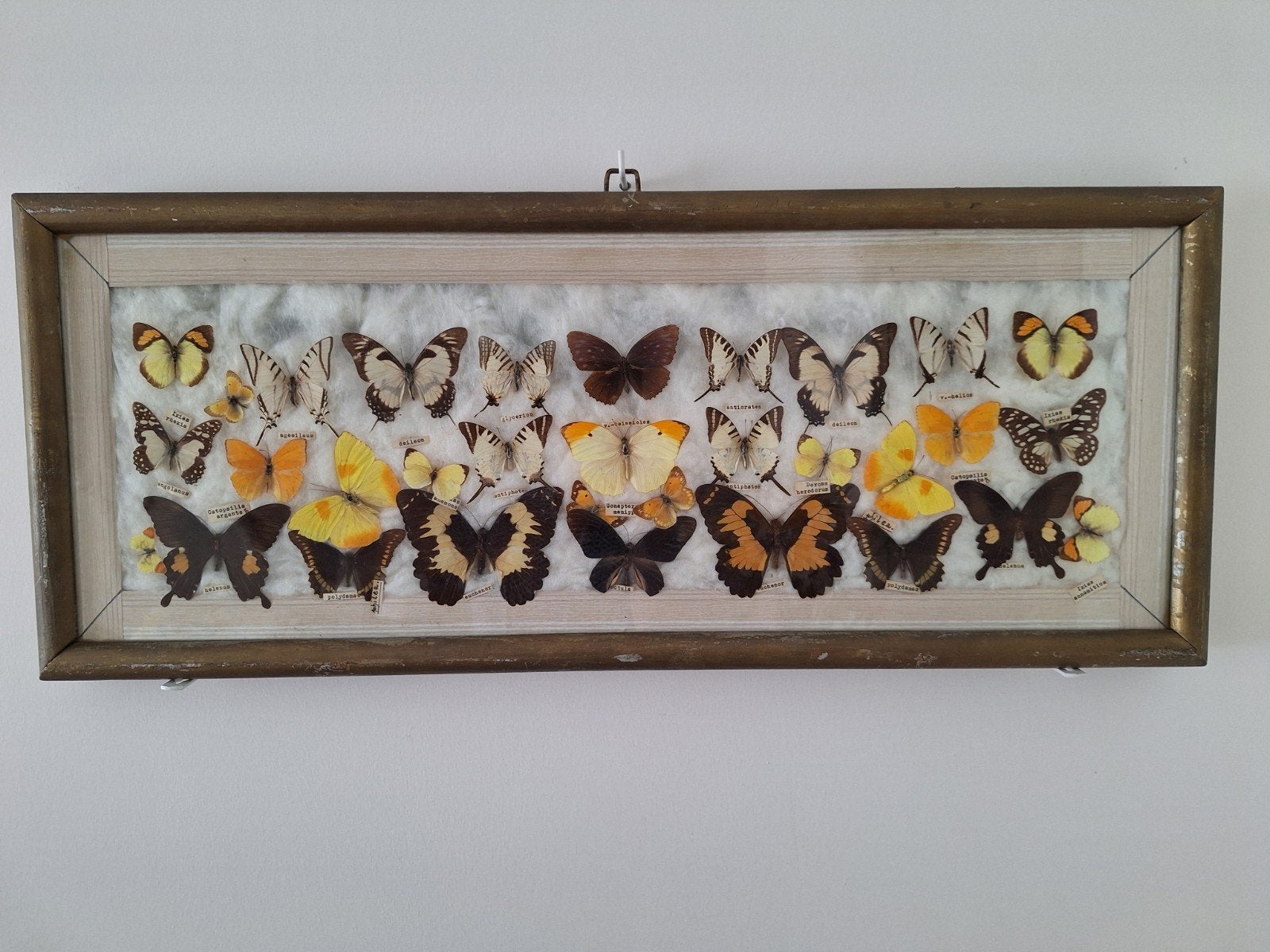 DUBBELE VLINDERKAST z.amerika/ z.afrika/z.azië VINTAGE, Verzamelen, Ophalen, Gebruikt, Insect, Opgezet dier