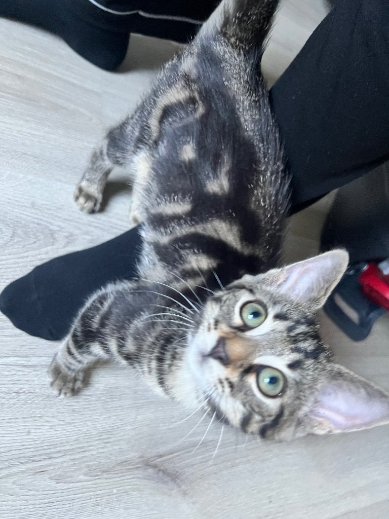 Gratis lieve 4 maanden out poes op te halen + kattenspullen, Poes, 0 tot 2 jaar