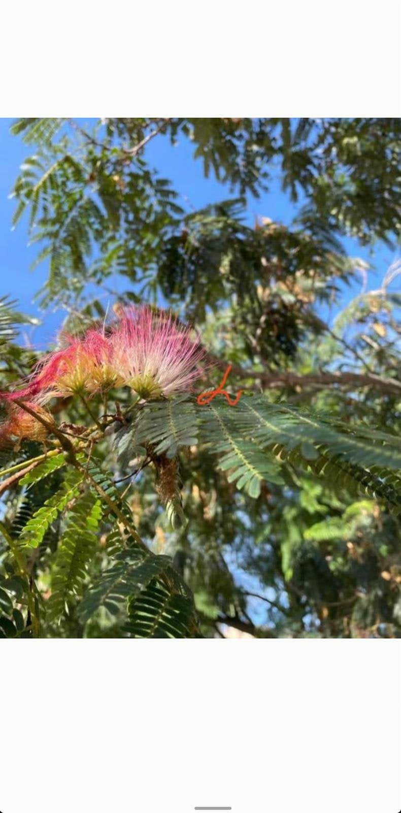 Albizia Julibrissin zaalingen boompjes zijdeboom zadenkweek, Tuin en Terras, Planten | Bomen, Ophalen of Verzenden, Volle zon
