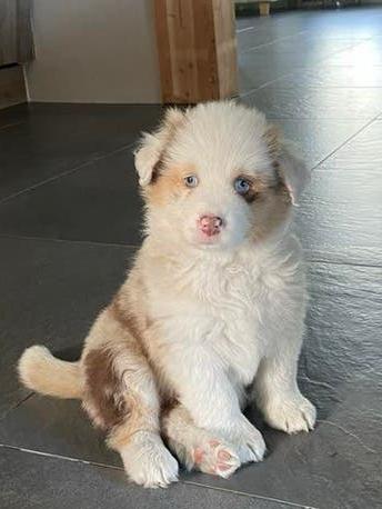 Australian sheperd pups, Dieren en Toebehoren, Honden | Niet-rashonden, 8 tot 15 weken, Teef, Parvo, Meerdere