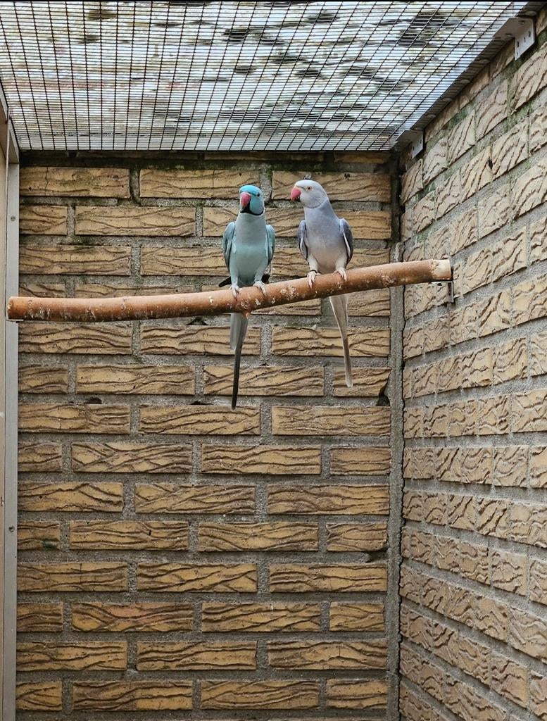 Kweekkoppel halsbanden, Meerdere dieren, Parkiet