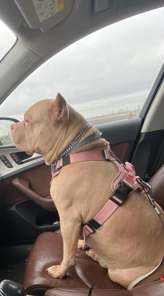 American Bully teef - Champagne - Gesteriliseerd - waakhond, 6 jaar of ouder, Parvo, Overige rassen, Teef