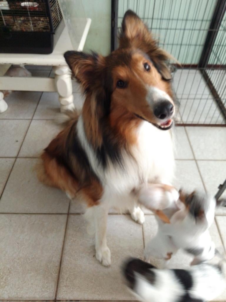DEKREU SCHOTSE COLLIE (sable)Engelse lijn, Parvo, Reu, 1 tot 2 jaar, Eén hond