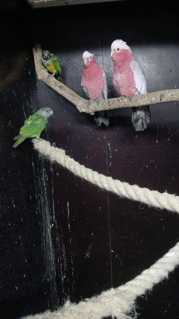 Te koop papegaaien en parkieten zie advertentie, Meerdere dieren, Parkiet, Geringd